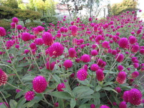 walk00902.jpg